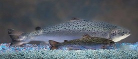 AquaBounty salmon, rear, have an added growth hormone gene from the Chinook salmon to a normal Atlantic salmon, front, that results in a transeni salmon that grown to market size in about half the time as a normal salmon- 16 to 18 months rather than three years. (AquaBounty/MCT)