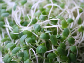 Clover sprouts. (File image via Flickr user kirstk)